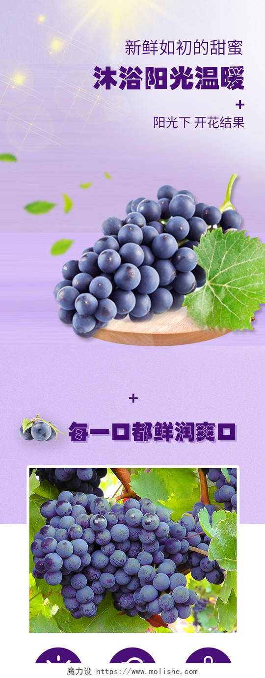 电商淘宝紫色绿色清新阳光新鲜如初葡萄提子水果详情页